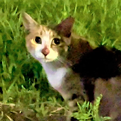 野良ぬこだったゆきち