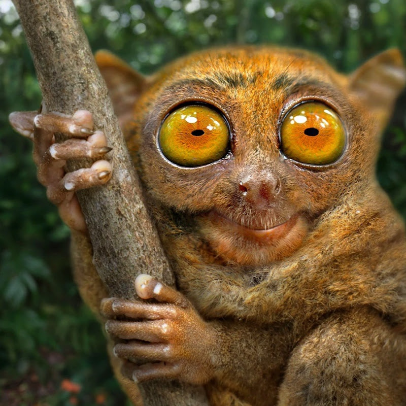 Hire Crazy Animals — Pets & Animals YouTube creator for sponsorships