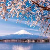 桜の恋