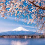 桜の恋