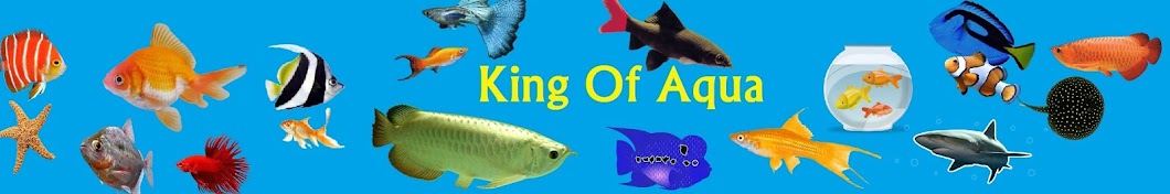 King Of Aqua Avatar de canal de YouTube