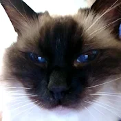 お猫様’sと小鹿犬