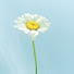u6zYJlFpIWY-channel-avatar-Daisy Mare