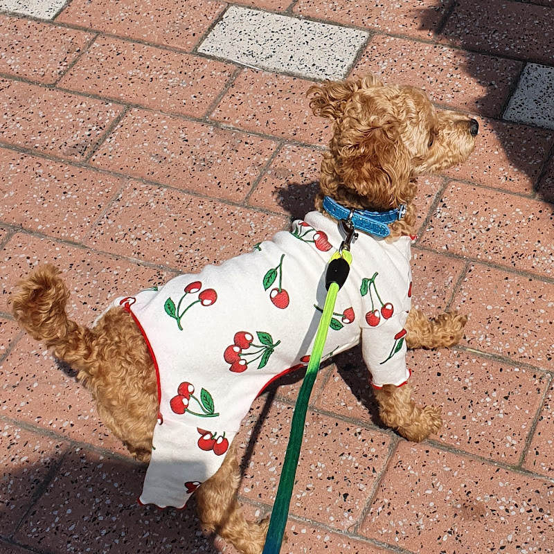 우리집 조이 puppy Jordon