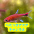 WgdCzQRhgbQ-channel-avatar-へたっぴアクアチャンネル