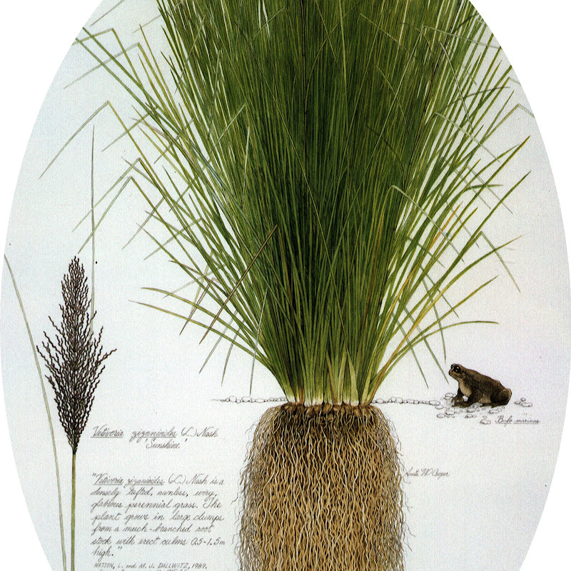 Vetiver Grass - TVNI Webinar & Video Channel