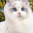dVAlr7KIC6w-channel-avatar-Funny Paws