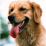 x8-0KVwgEDw-channel-avatar-Animal Love Shelter