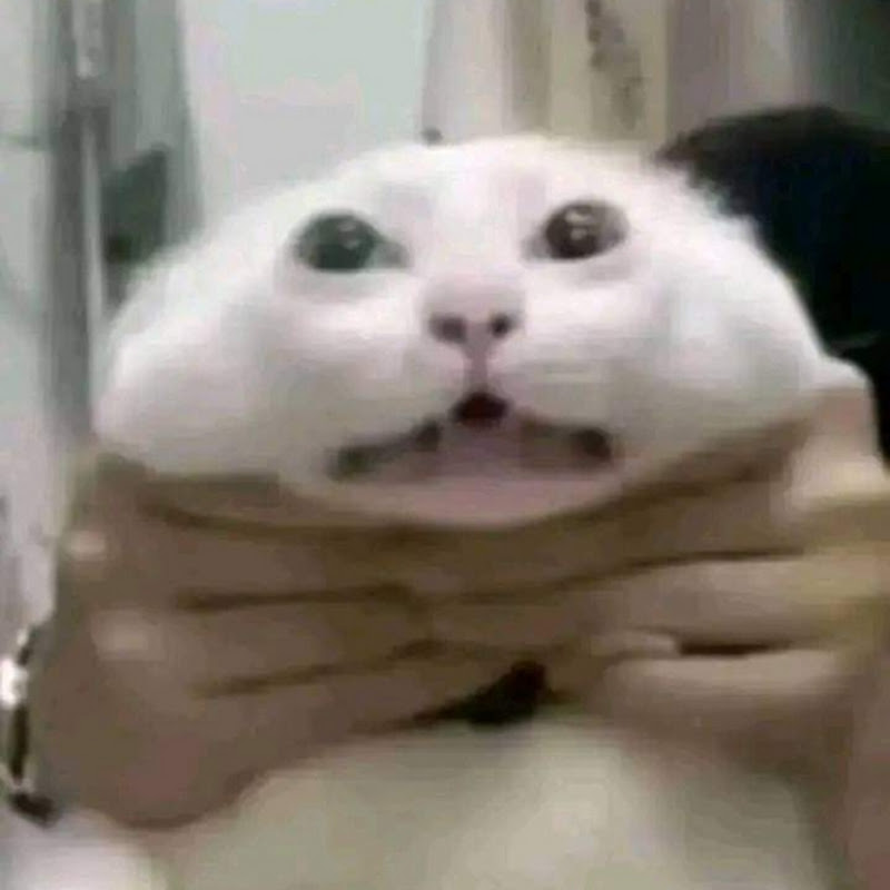 DaFatCat