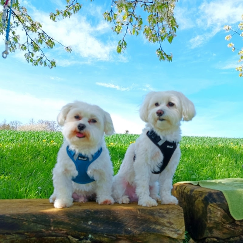 Daisy Family Cam