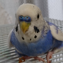 ちっちくんアイコン画像