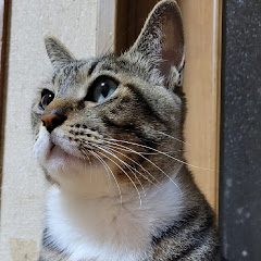 KAZ