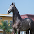 Qw8vaYn9fz0-channel-avatar-Jay Stud Farm