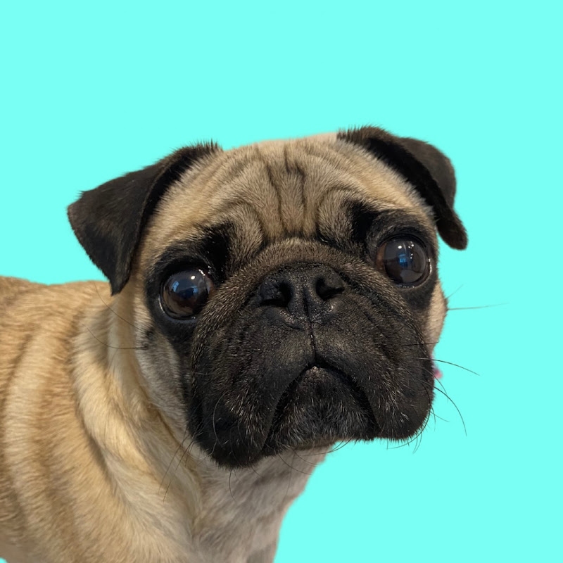 Bowser the Pug's Castle