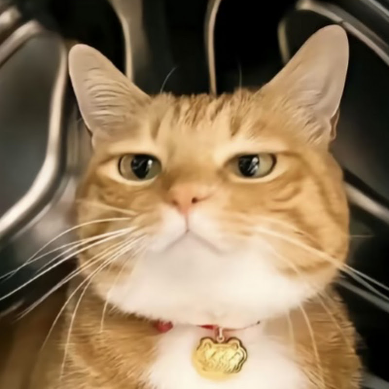 ROT x KITTY - Boyfriend ASMR 