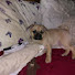 _B7blDhxX50-channel-avatar-walking with Charlie 
