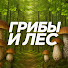 FdI8x46Cc8U-channel-avatar-Грибы и Лес
