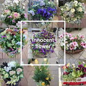 innocent flower