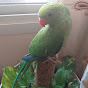 Chikku My Parrot logo