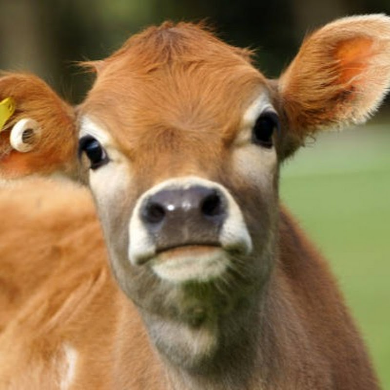 Bisaya Dairy Farm Life