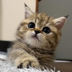 우다다패밀리 woodada cat family