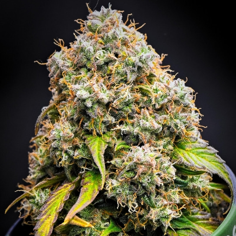 Dar Bertschneider's Grow Diaries