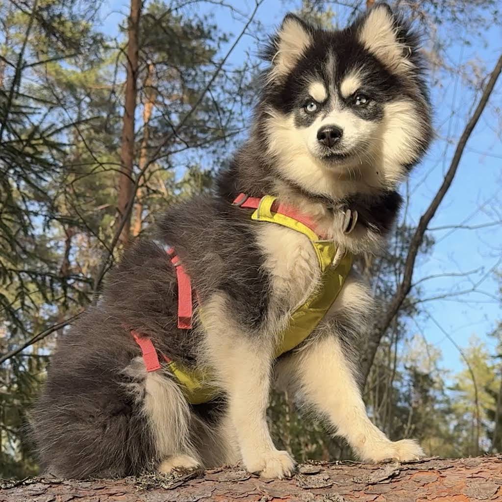 North Yuki Husky - YouTube