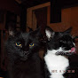 andy and my cats