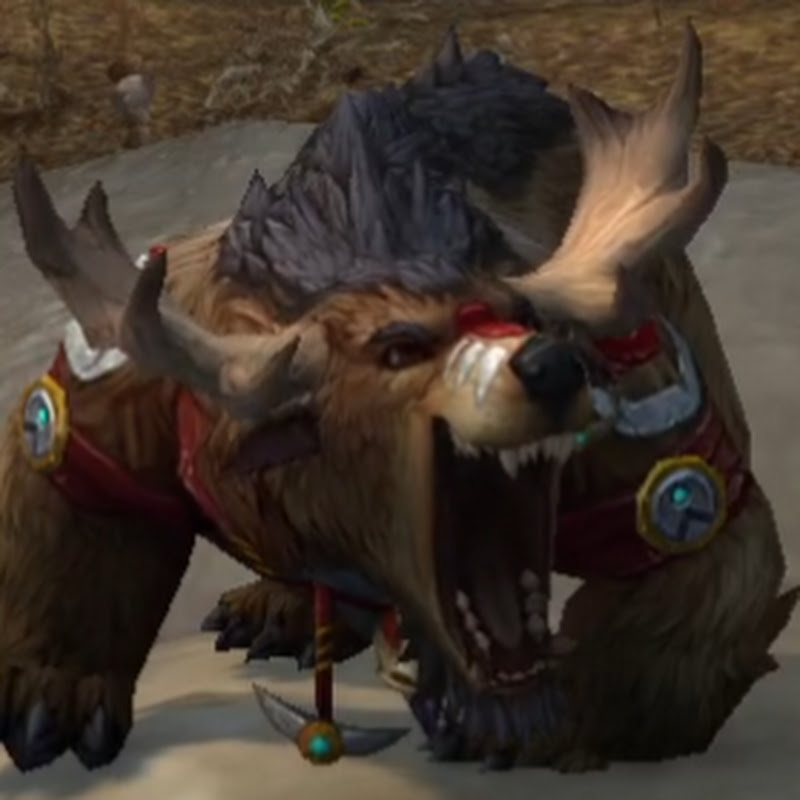 Hat the Bear