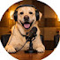 2K-tYFGJxE0-channel-avatar-the dog talk podcast and the dogbone podcast