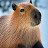 @Potato_capybara