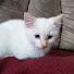 Zl2f2R62DXc-channel-avatar-Kitty blue eyes