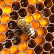 BeehiveTutorials