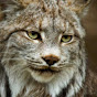 Syberian Lynx