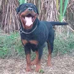 Roxy Baliyan dog kennel