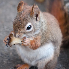 リス🐿100人目標