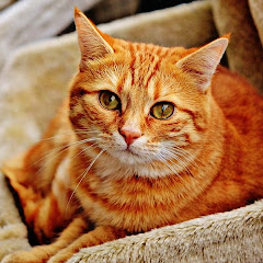Animali