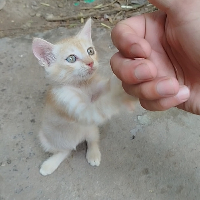 lovely pets 🐶😻