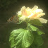zyNYknm59gM-channel-avatar- 🕯️🌿Harmoni:)