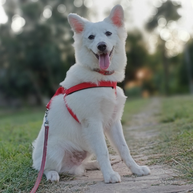 The Indian Spitz Dog