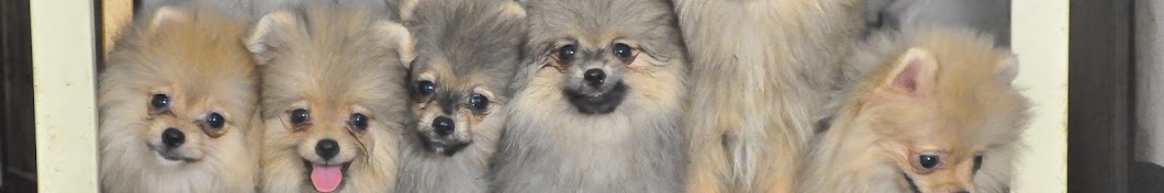 Coverthill Pomeranians YouTube channel avatar