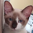 iHEzyFaUvM8-channel-avatar-CAT THE RULER