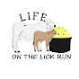 Life On The Lick Run
