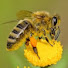 pMPwdF813rs-channel-avatar-Shorewood Bee Nice