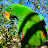 @cocotheeclectusparrot2051 Avatar