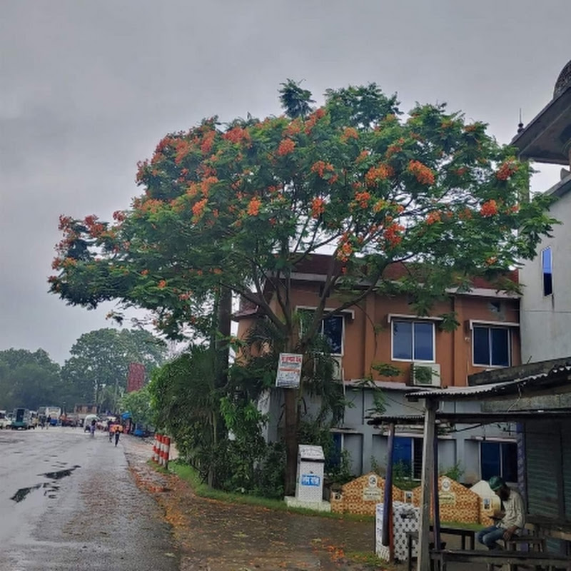 বঙ্গ Discovery