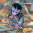 lOlxcUJzpTI-channel-avatar-Angkor Monkey Stories