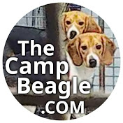 The Camp Beagle