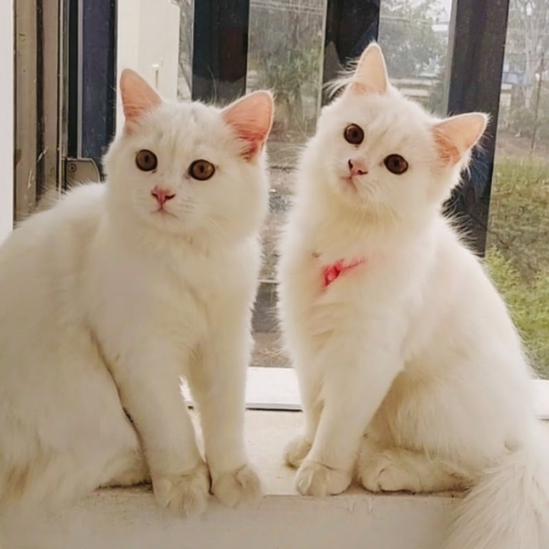 Mo.Ammarkhan fun with his cat's 🐈#cats#