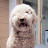@user-BrowndogDT